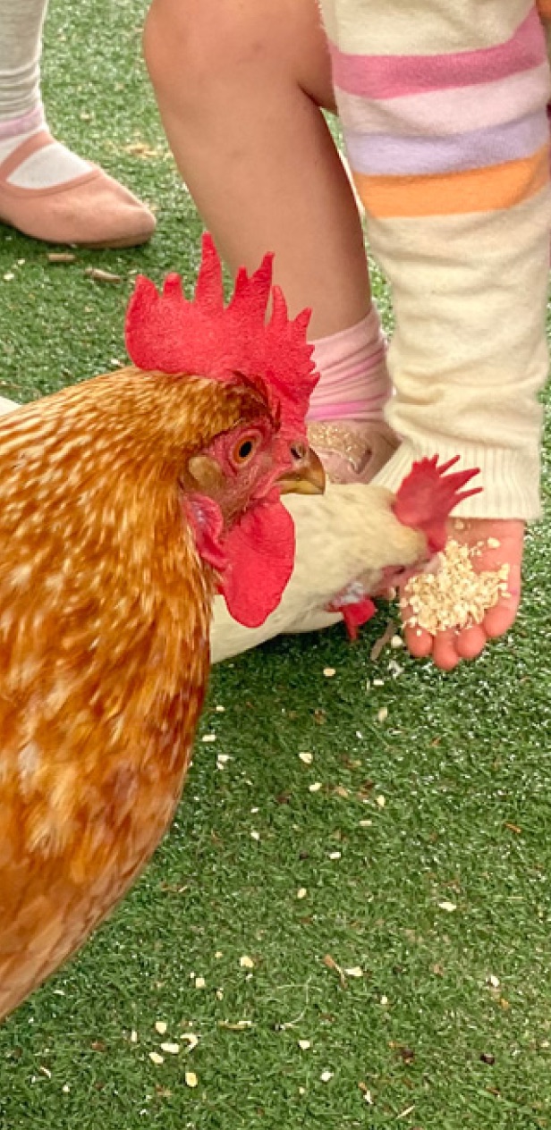 A child feeding grain to one of the preschool's chickens